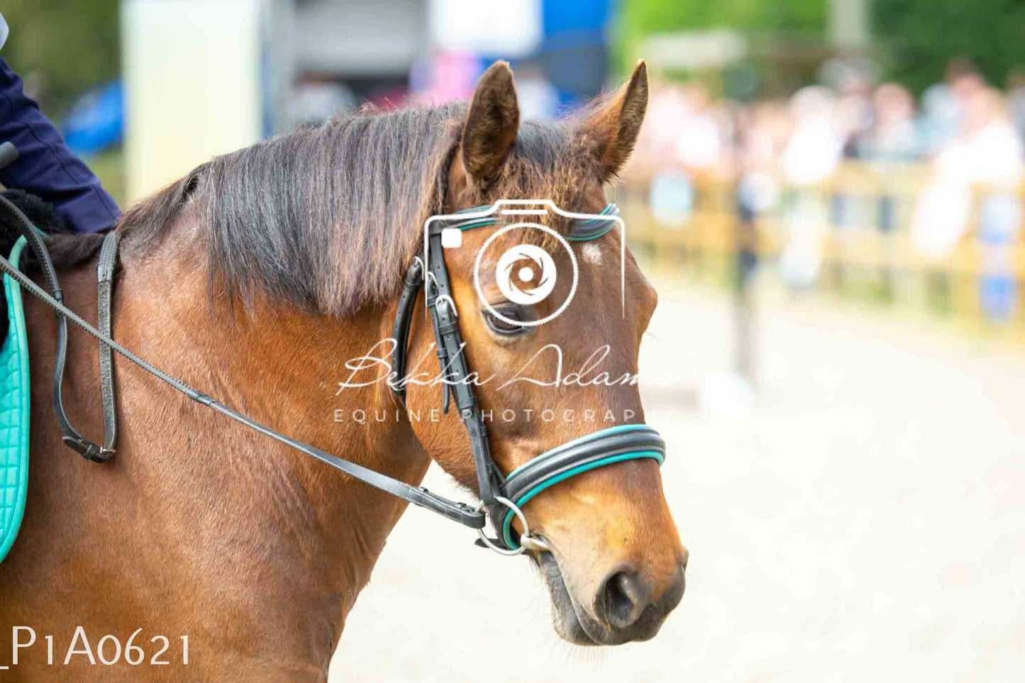 Home Farm Jumping 11th June - Juniors