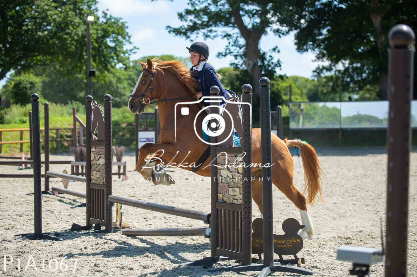Home Farm Jumping 11th June - Seniors