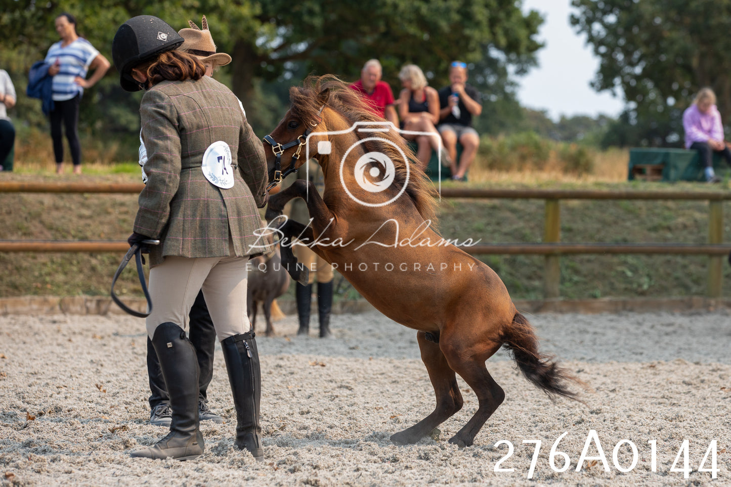 Home Farm Annual Show 2025 - Inhand Pt 3