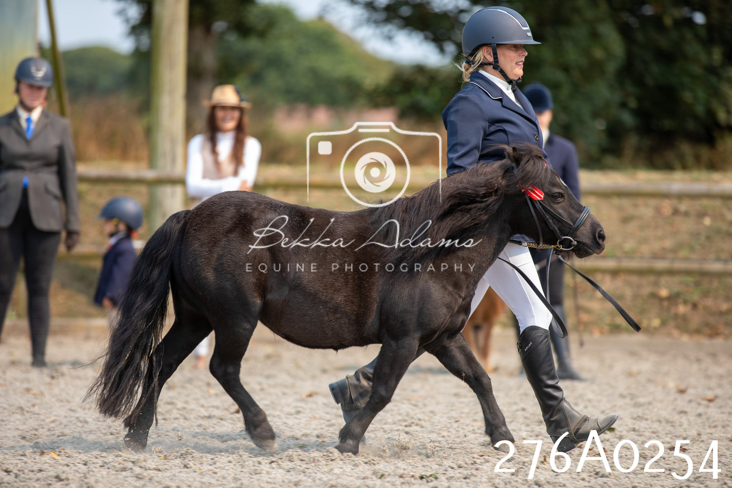 Home Farm Annual Show 2025 - Inhand Pt 3