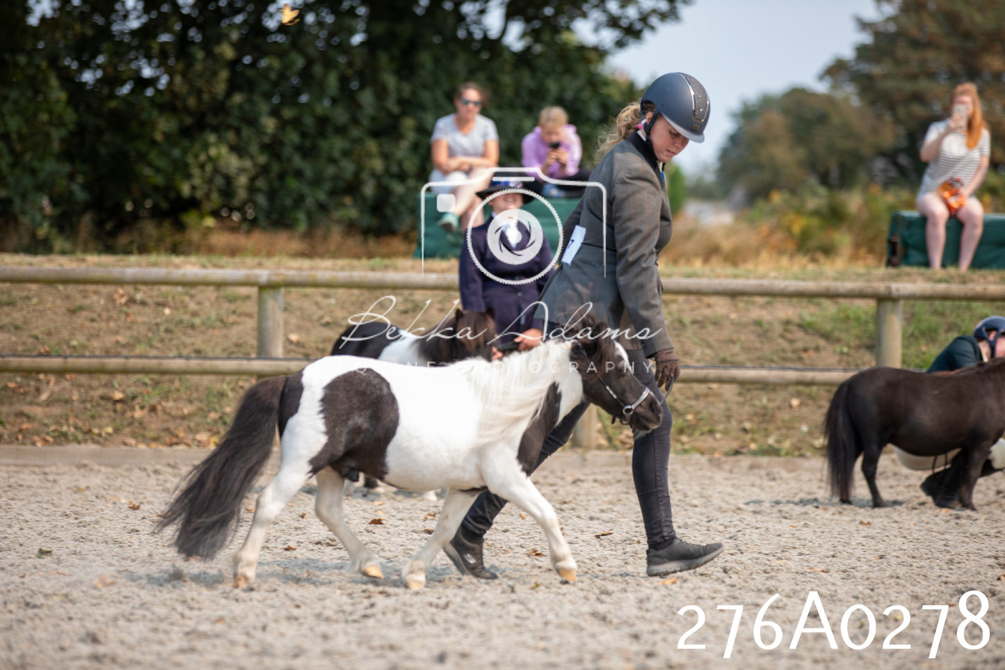 Home Farm Annual Show 2025 - Inhand Pt 3