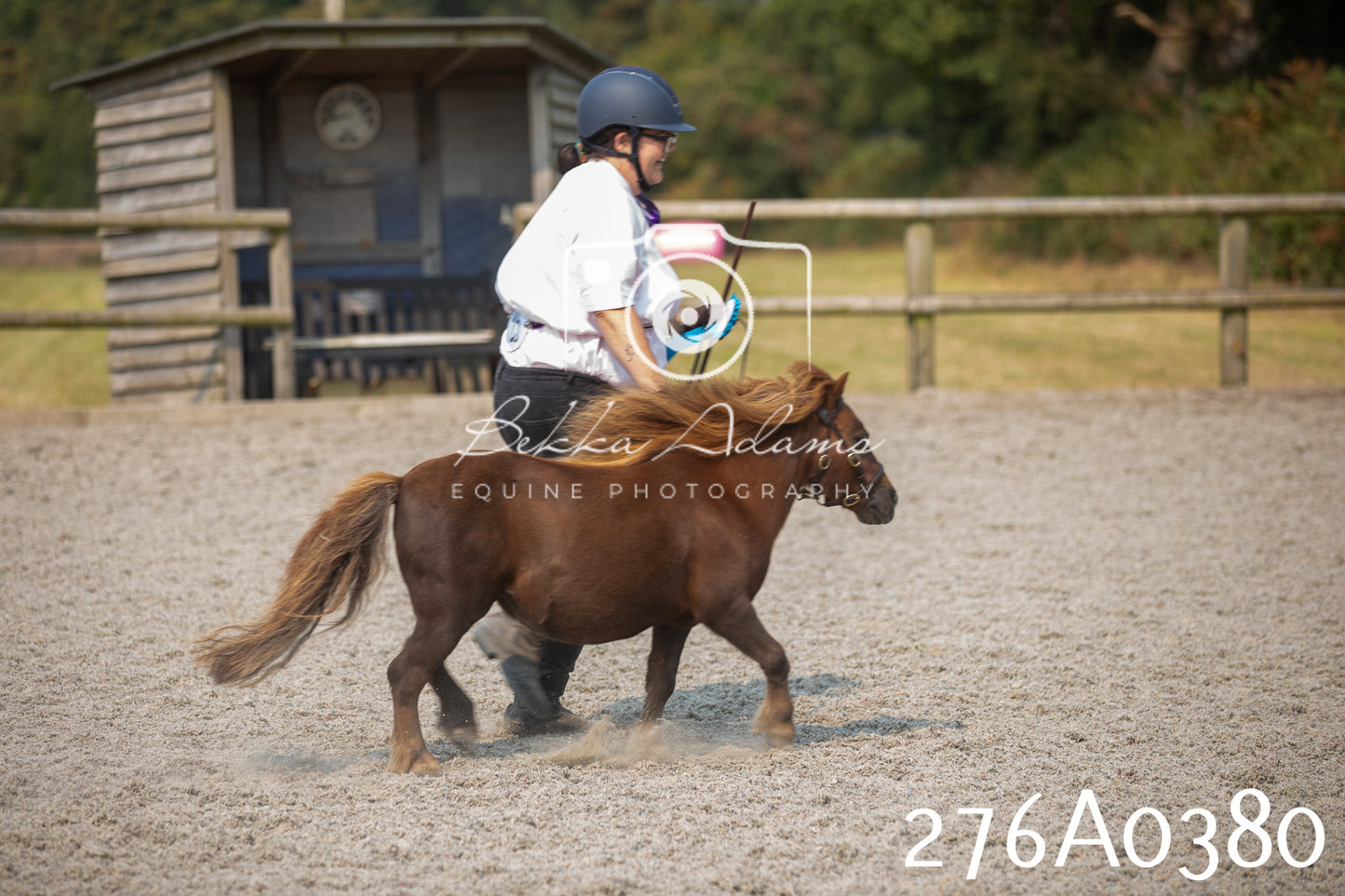 Home Farm Annual Show 2025 - Inhand Pt 3