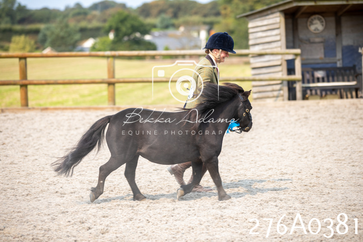 Home Farm Annual Show 2025 - Inhand Pt 3