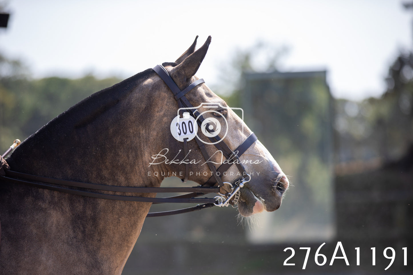 Home Farm Annual Show 2025 - Ridden Pt 1