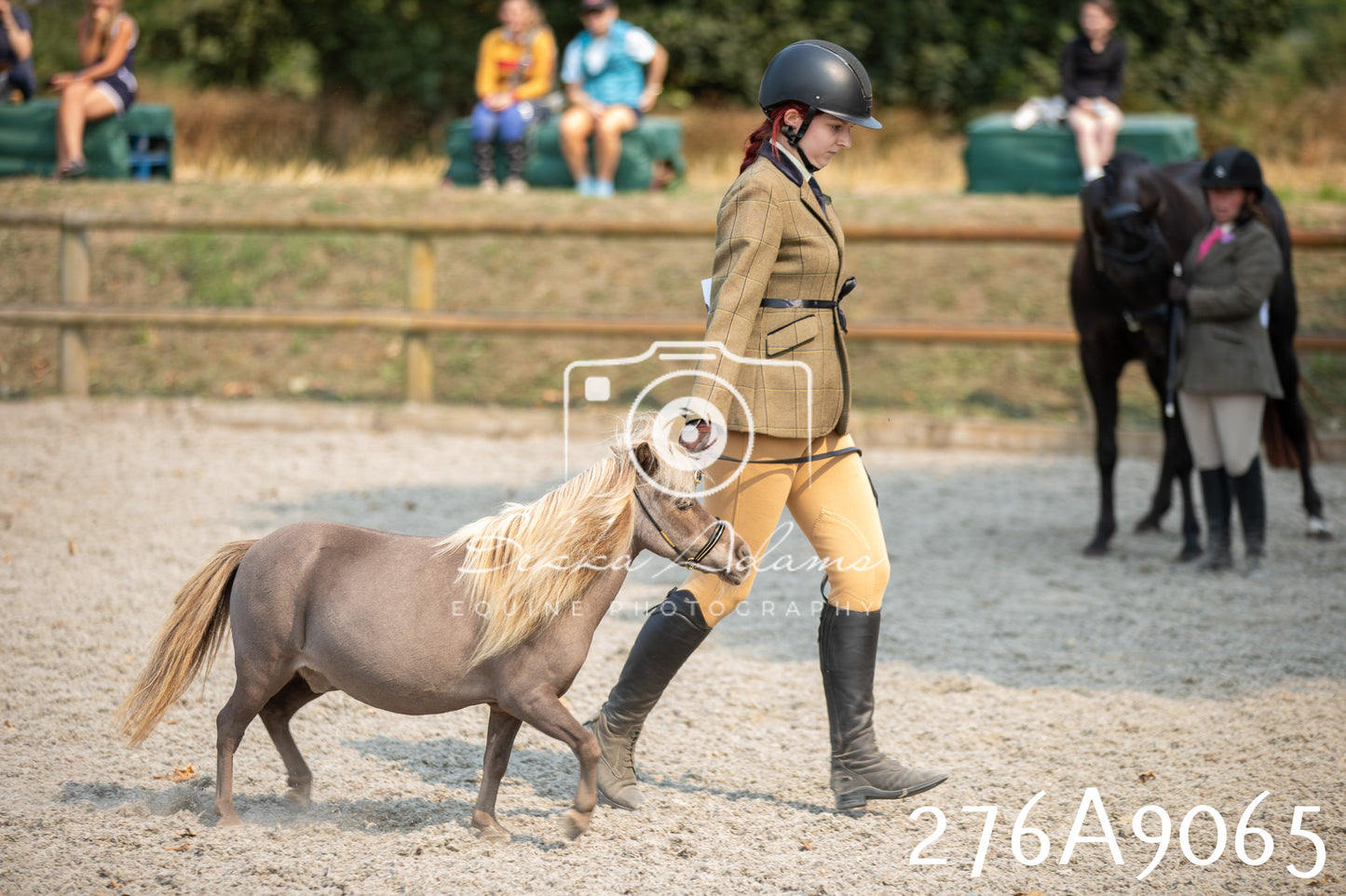 Home Farm Annual Show 2025 - Inhand Pt 1
