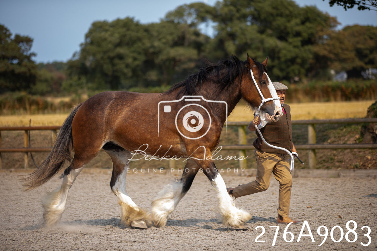 Home Farm Annual Show 2025 - Inhand Pt 1