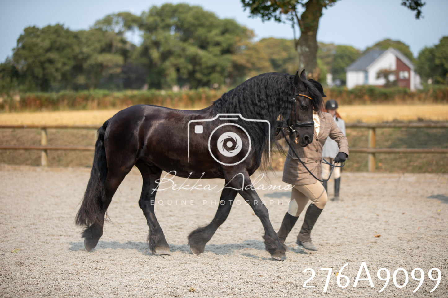 Home Farm Annual Show 2025 - Inhand Pt 1
