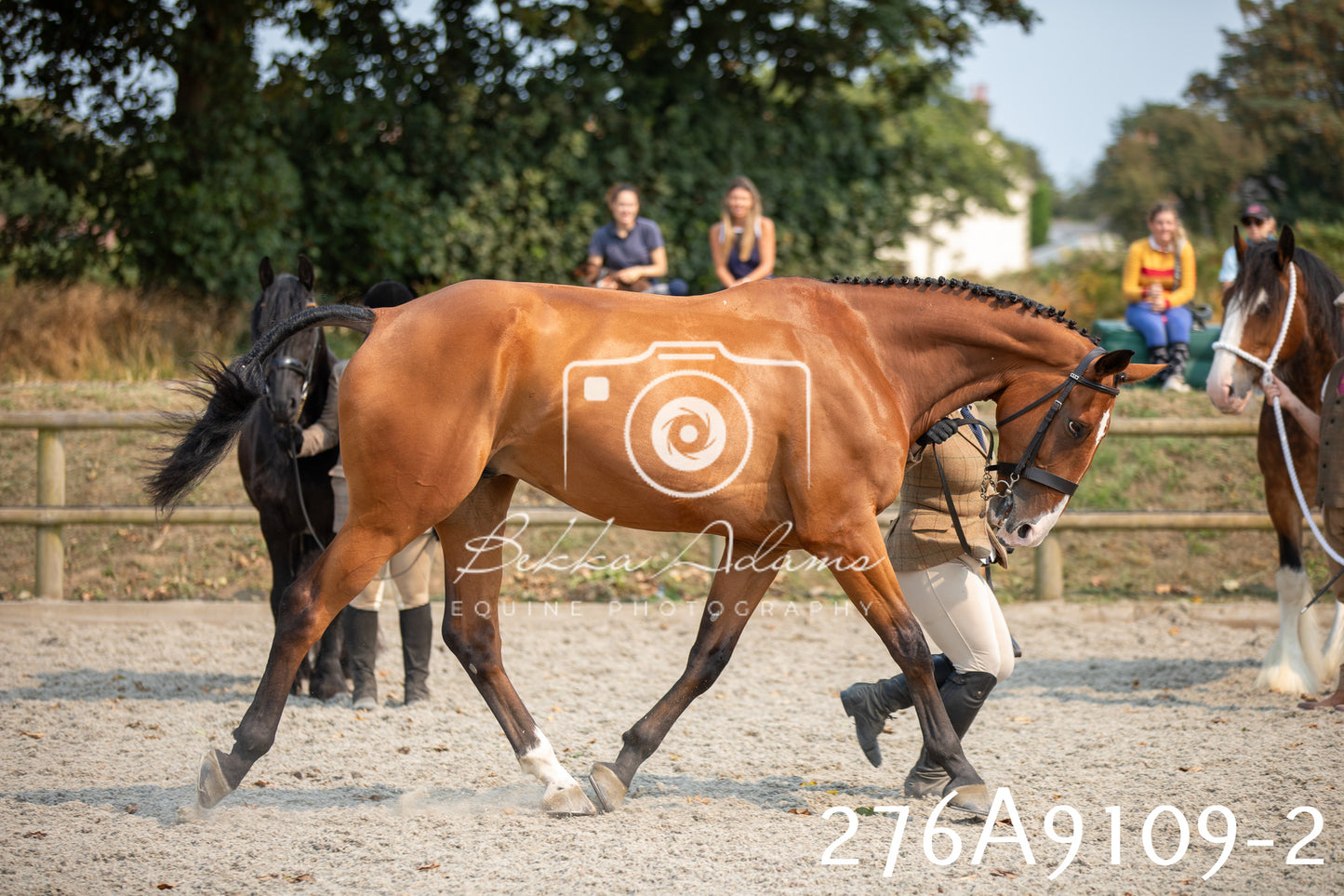 Home Farm Annual Show 2025 - Inhand Pt 1