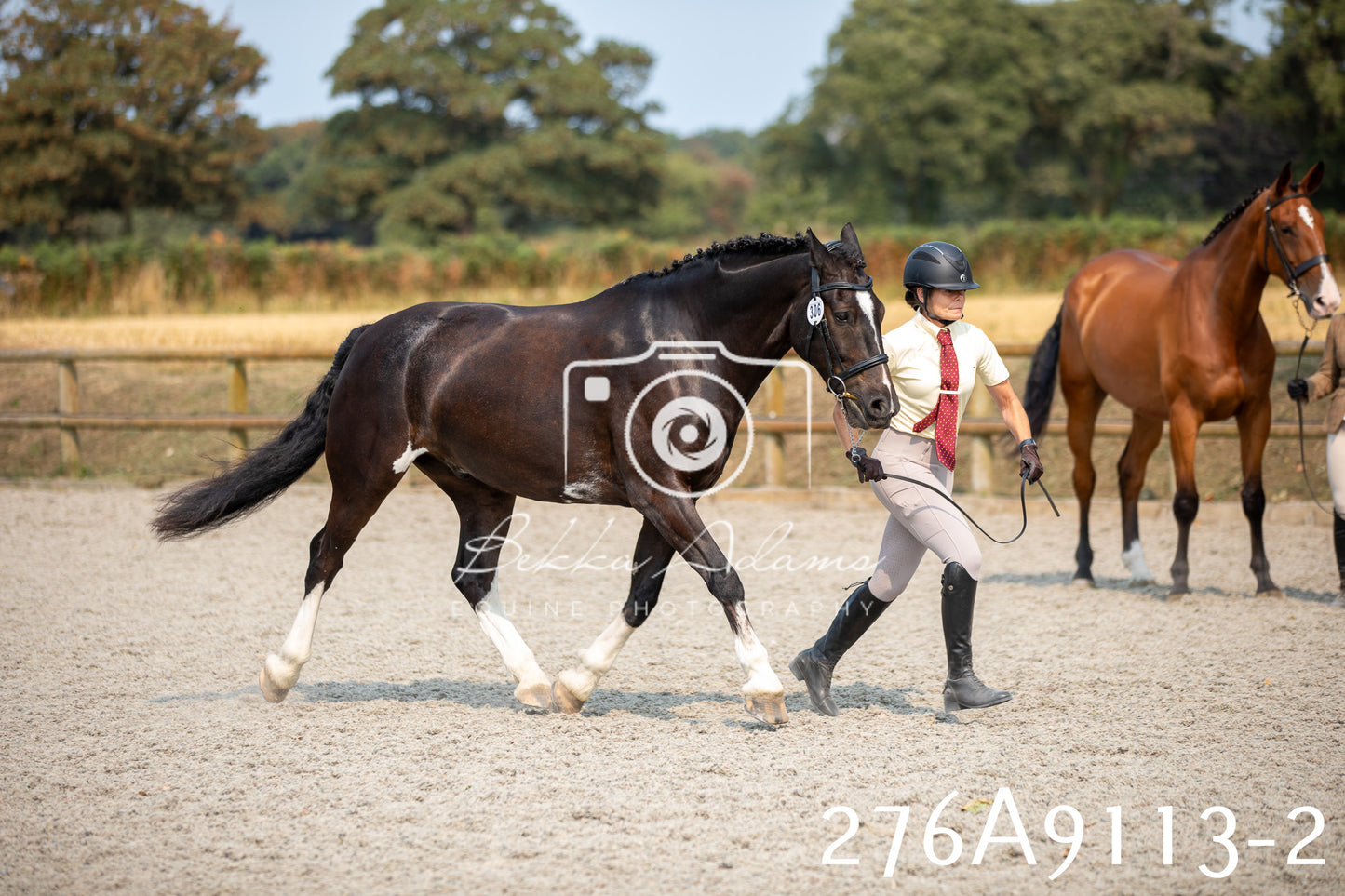 Home Farm Annual Show 2025 - Inhand Pt 1
