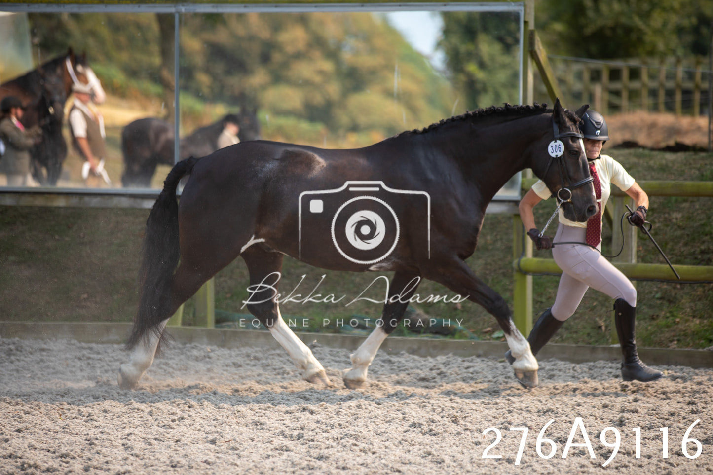 Home Farm Annual Show 2025 - Inhand Pt 1