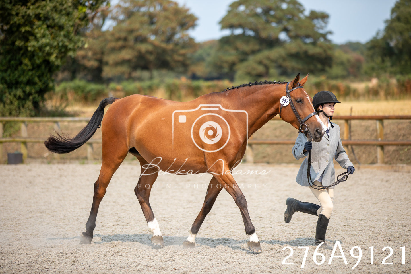 Home Farm Annual Show 2025 - Inhand Pt 1