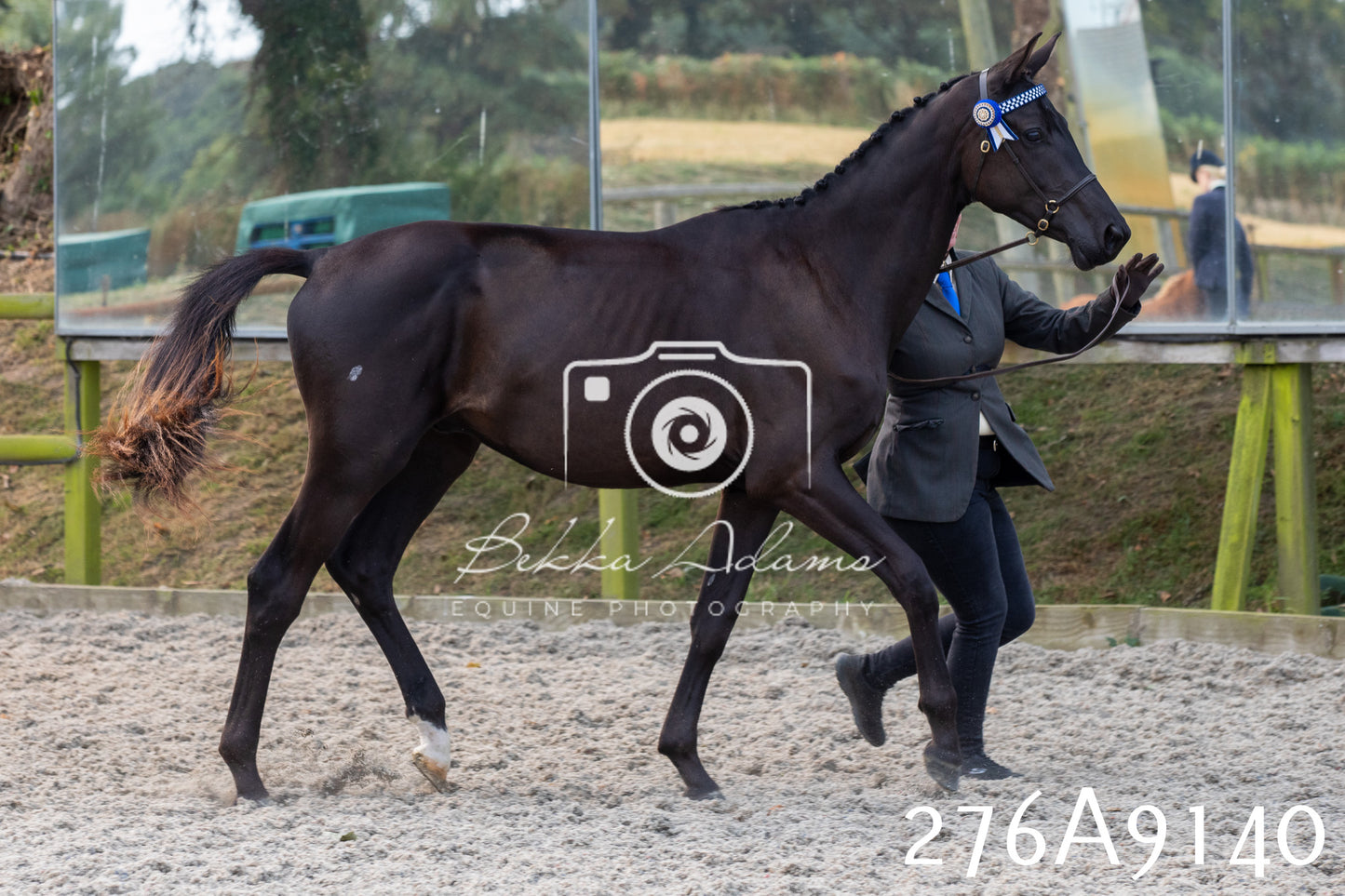 Home Farm Annual Show 2025 - Inhand Pt 1
