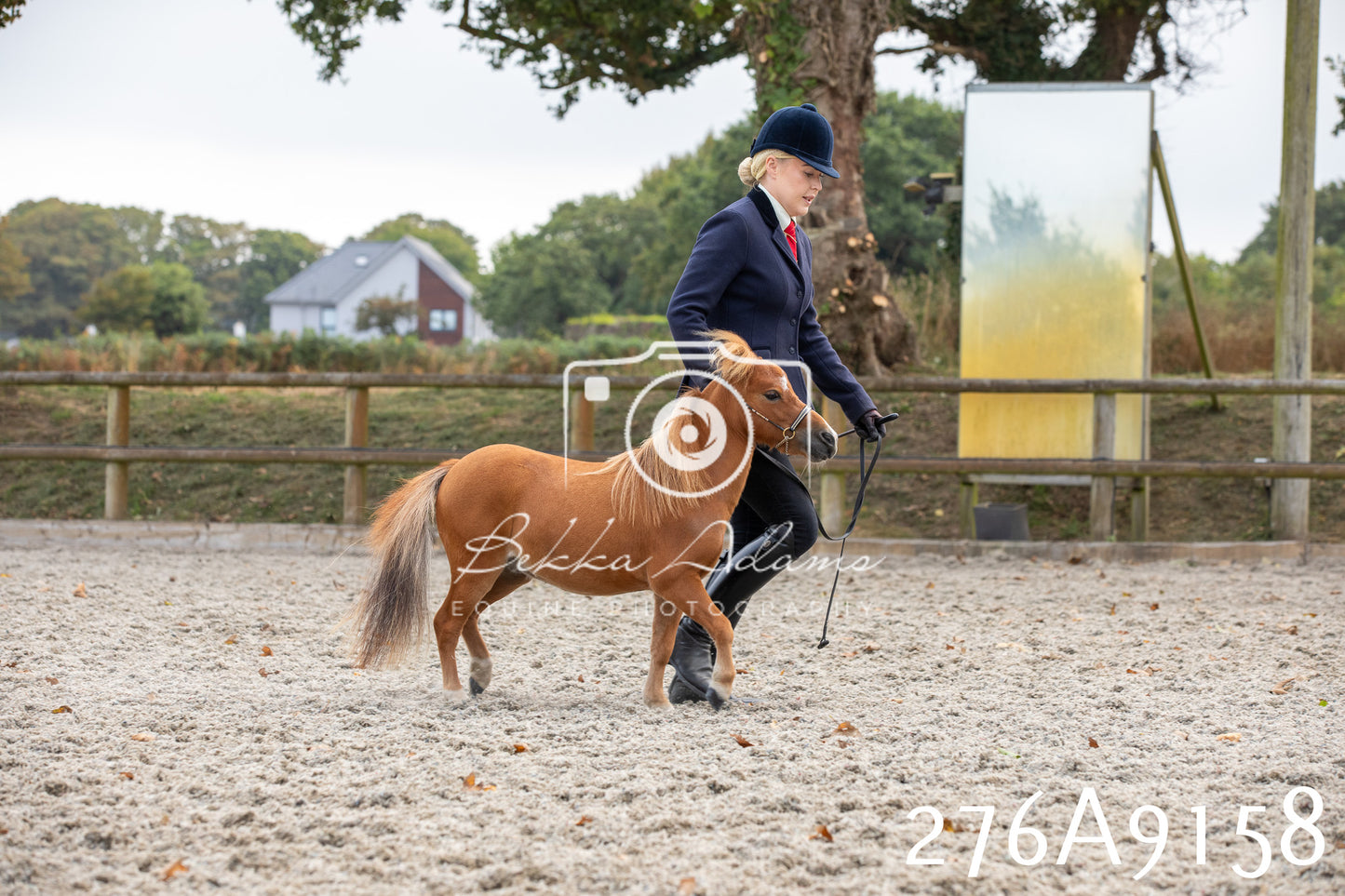 Home Farm Annual Show 2025 - Inhand Pt 1