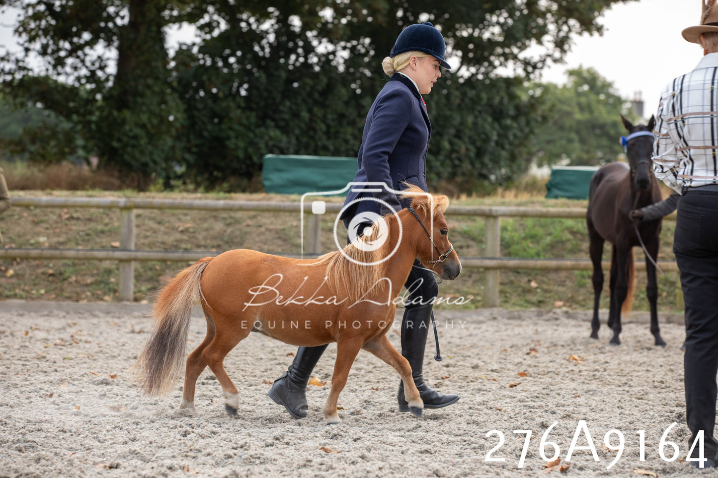 Home Farm Annual Show 2025 - Inhand Pt 1