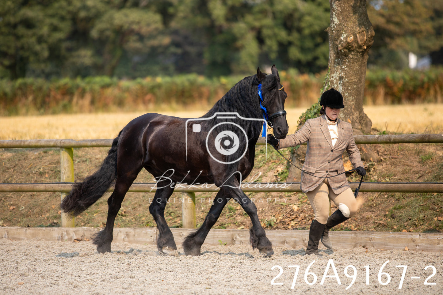Home Farm Annual Show 2025 - Inhand Pt 1