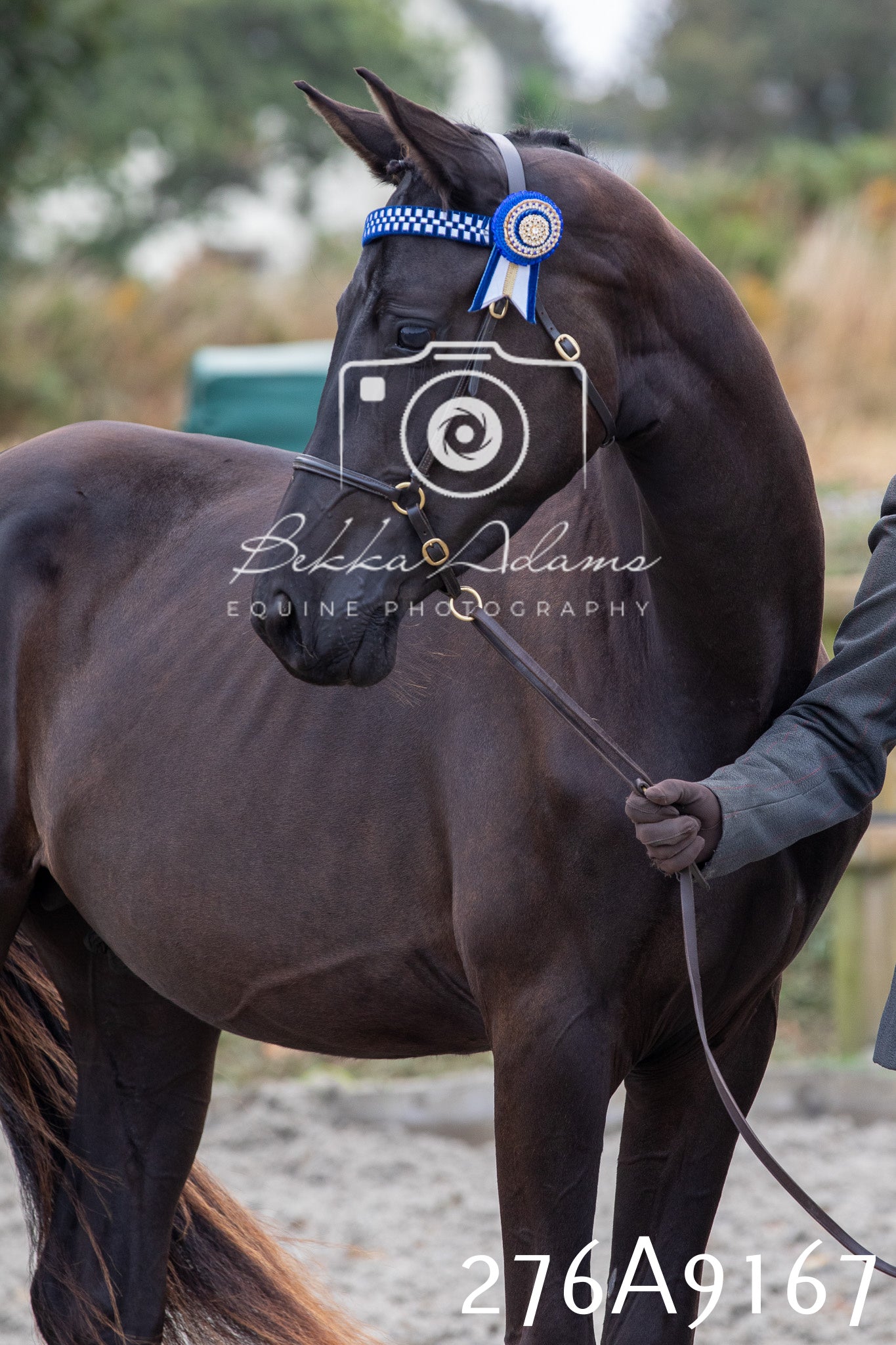 Home Farm Annual Show 2025 - Inhand Pt 1