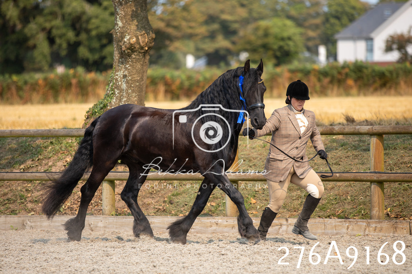 Home Farm Annual Show 2025 - Inhand Pt 1