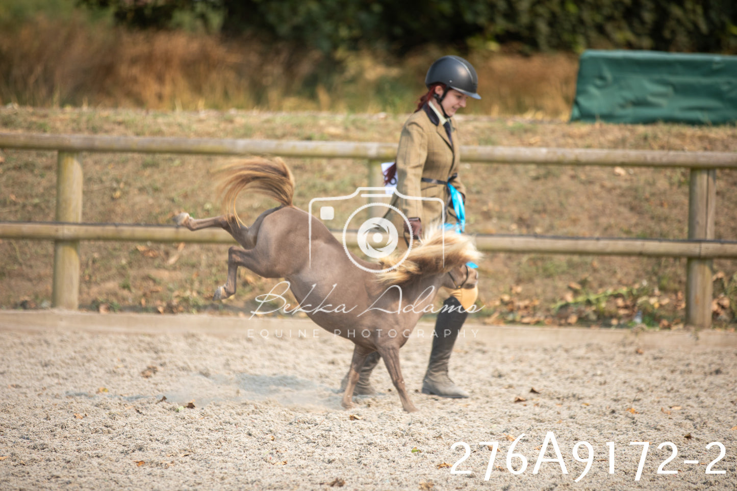 Home Farm Annual Show 2025 - Inhand Pt 1
