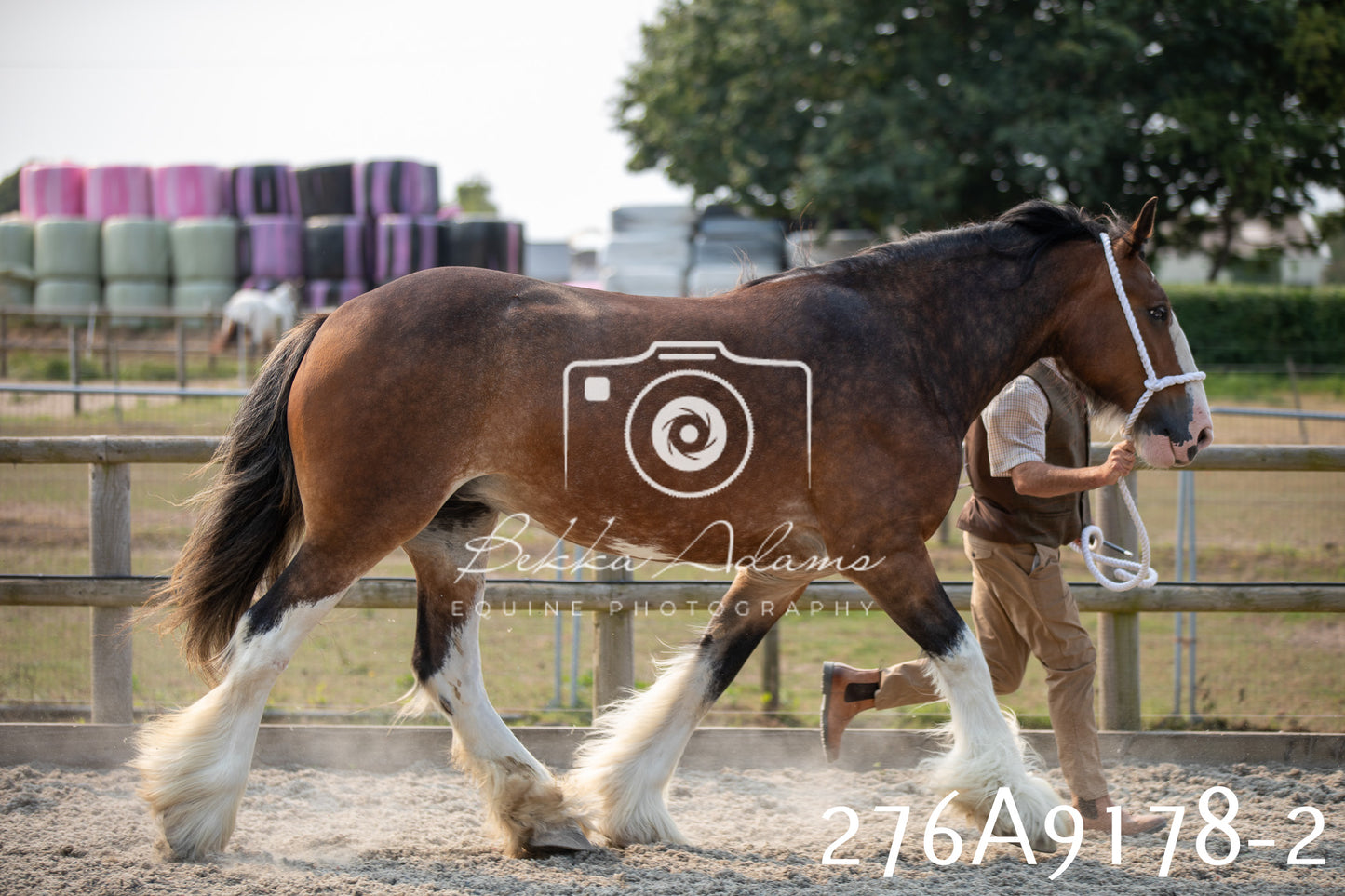 Home Farm Annual Show 2025 - Inhand Pt 1