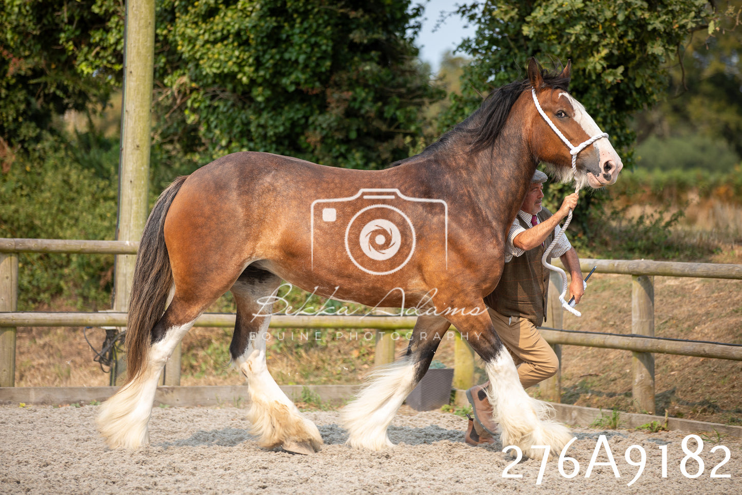 Home Farm Annual Show 2025 - Inhand Pt 1