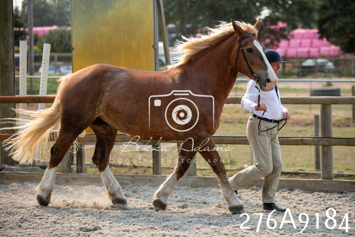 Home Farm Annual Show 2025 - Inhand Pt 1