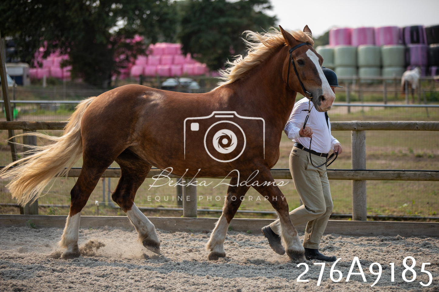 Home Farm Annual Show 2025 - Inhand Pt 1