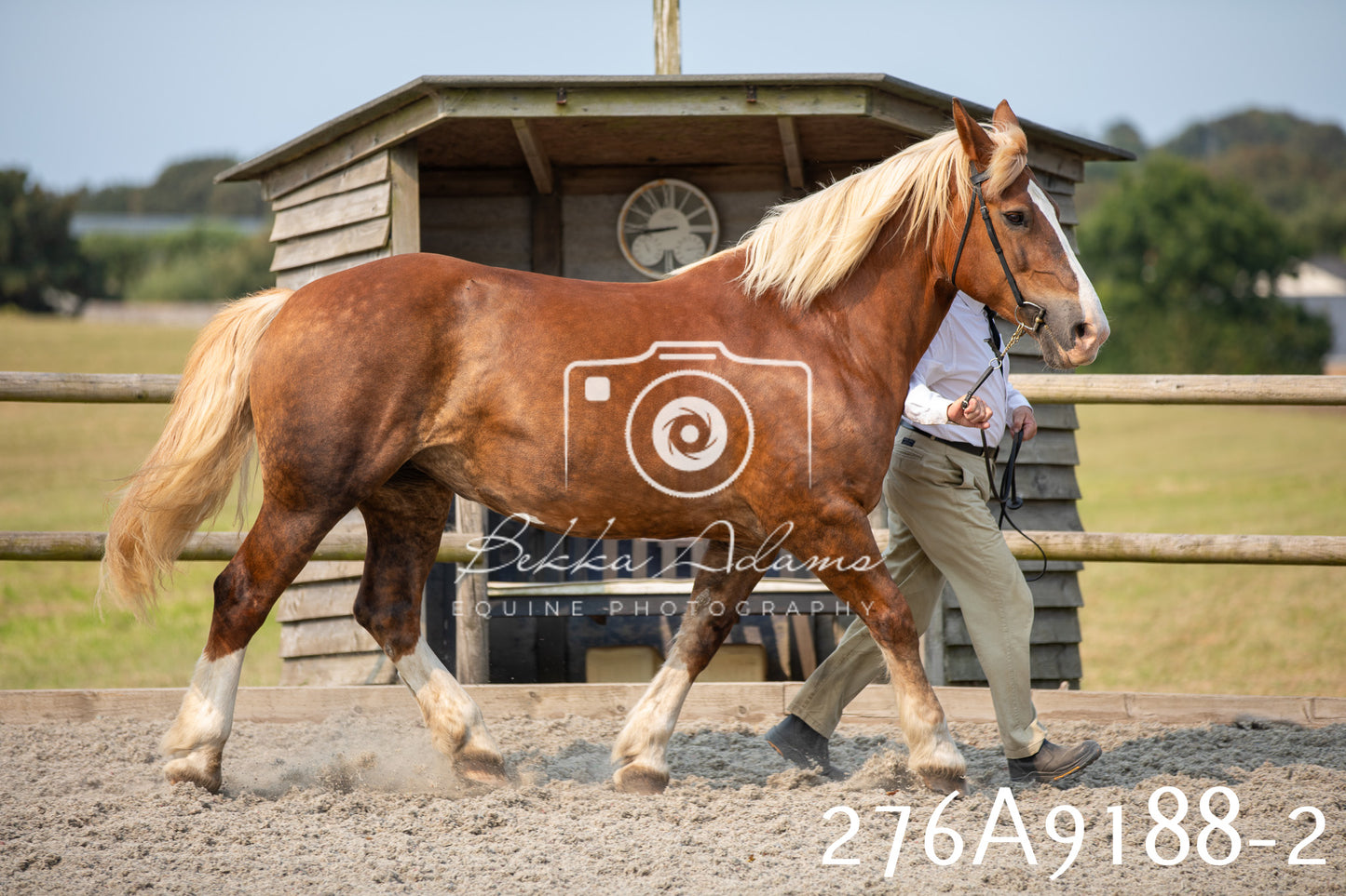 Home Farm Annual Show 2025 - Inhand Pt 1