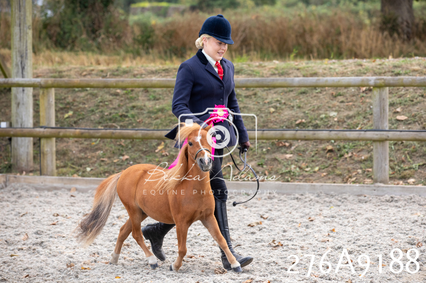 Home Farm Annual Show 2025 - Inhand Pt 1