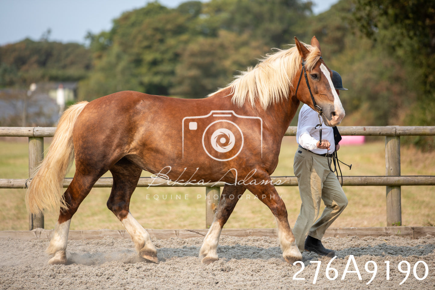 Home Farm Annual Show 2025 - Inhand Pt 1