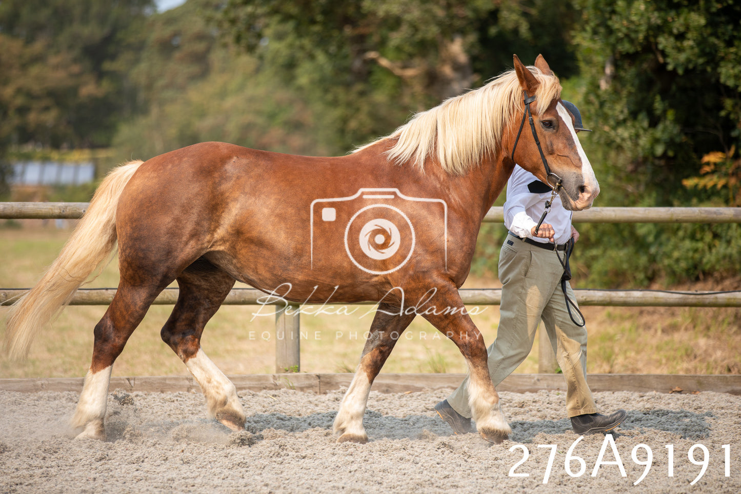Home Farm Annual Show 2025 - Inhand Pt 1