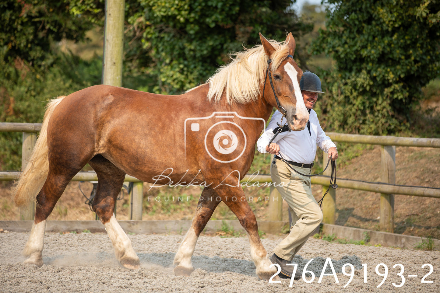 Home Farm Annual Show 2025 - Inhand Pt 1