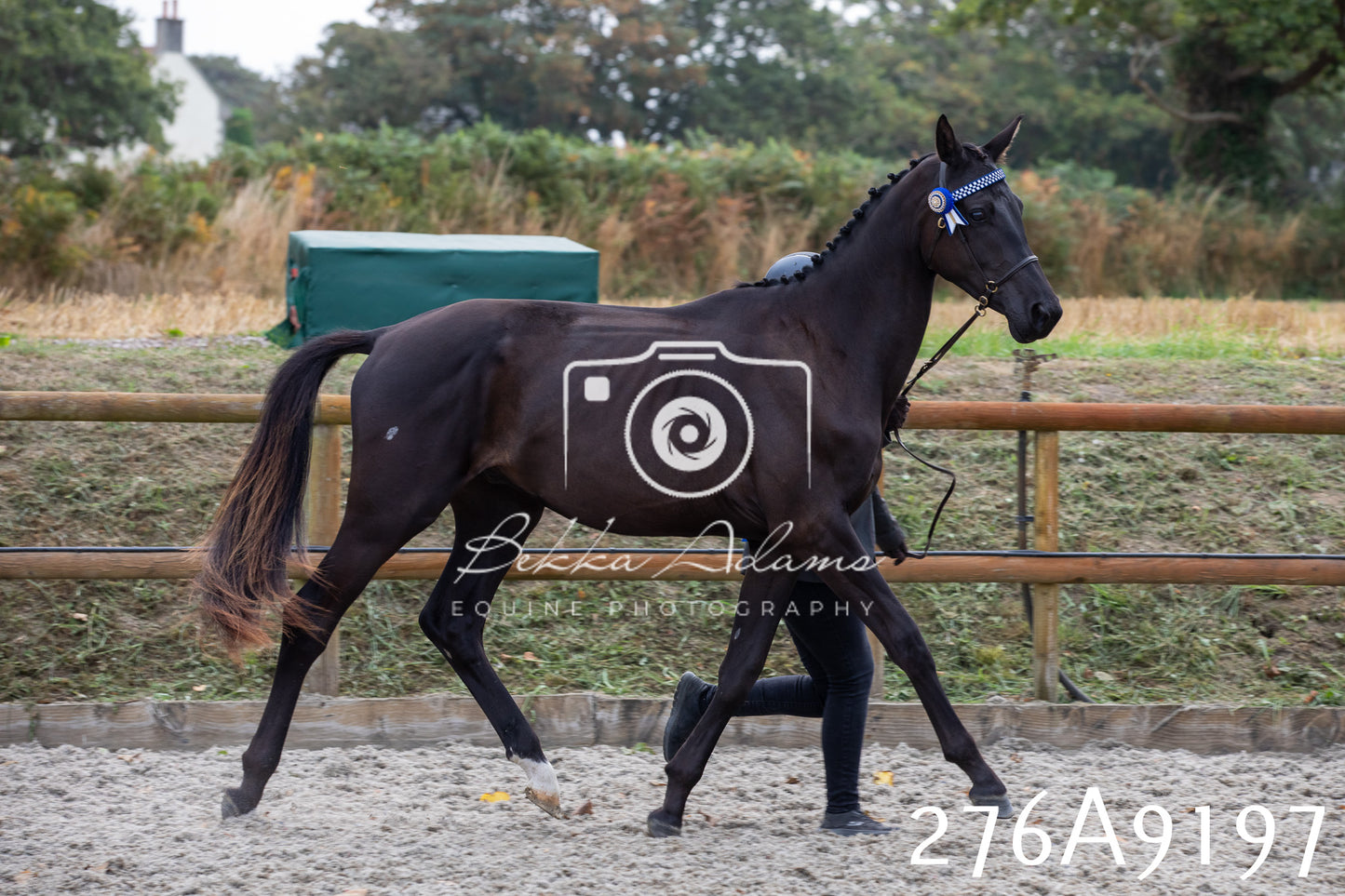 Home Farm Annual Show 2025 - Inhand Pt 1