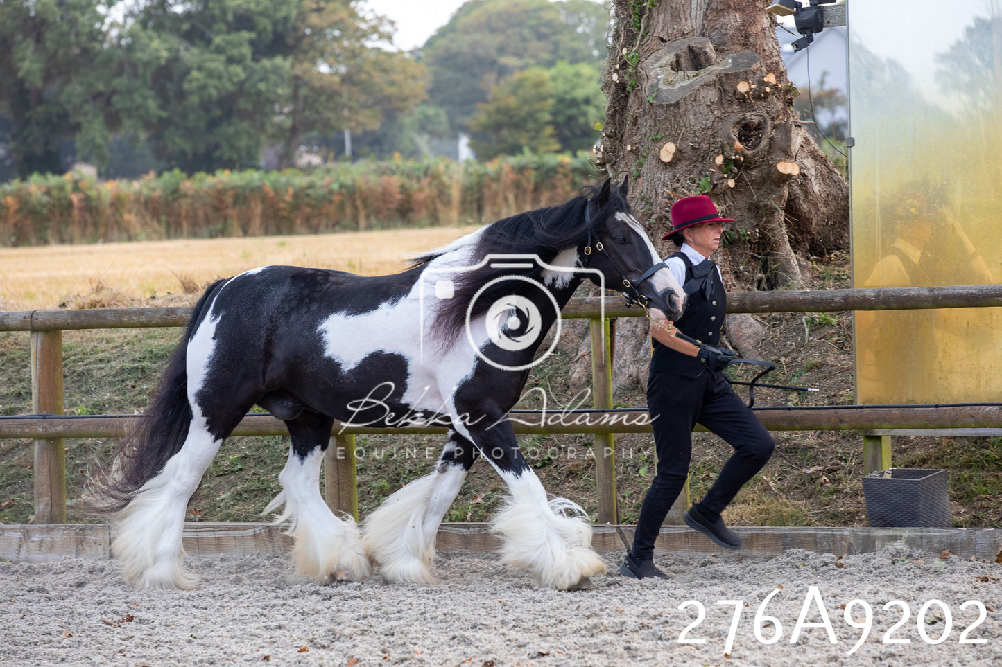 Home Farm Annual Show 2025 - Inhand Pt 1