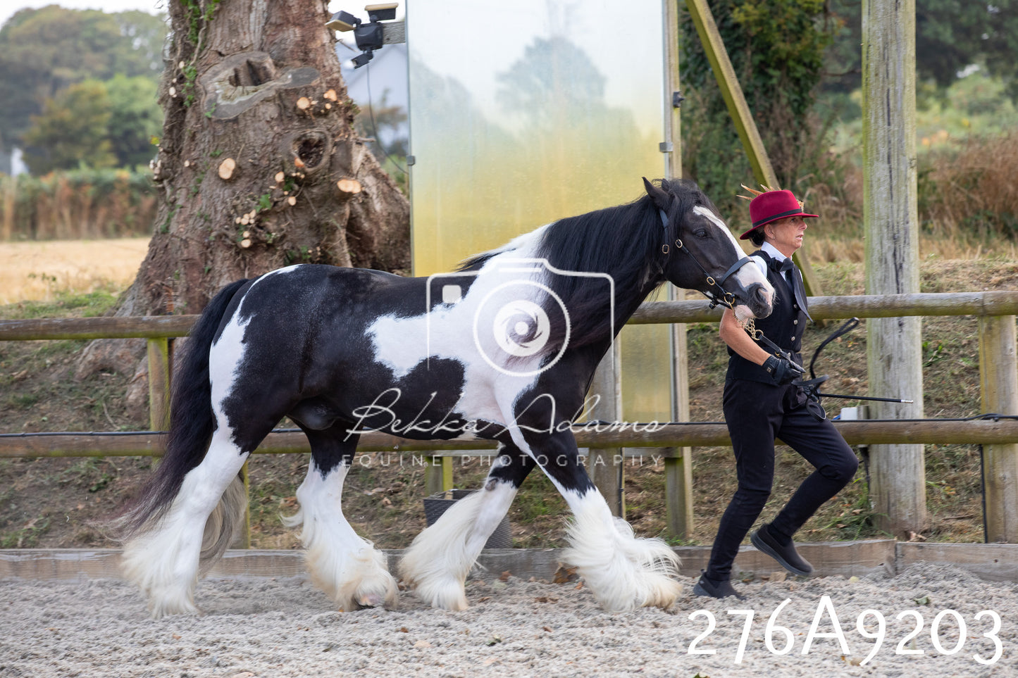 Home Farm Annual Show 2025 - Inhand Pt 1