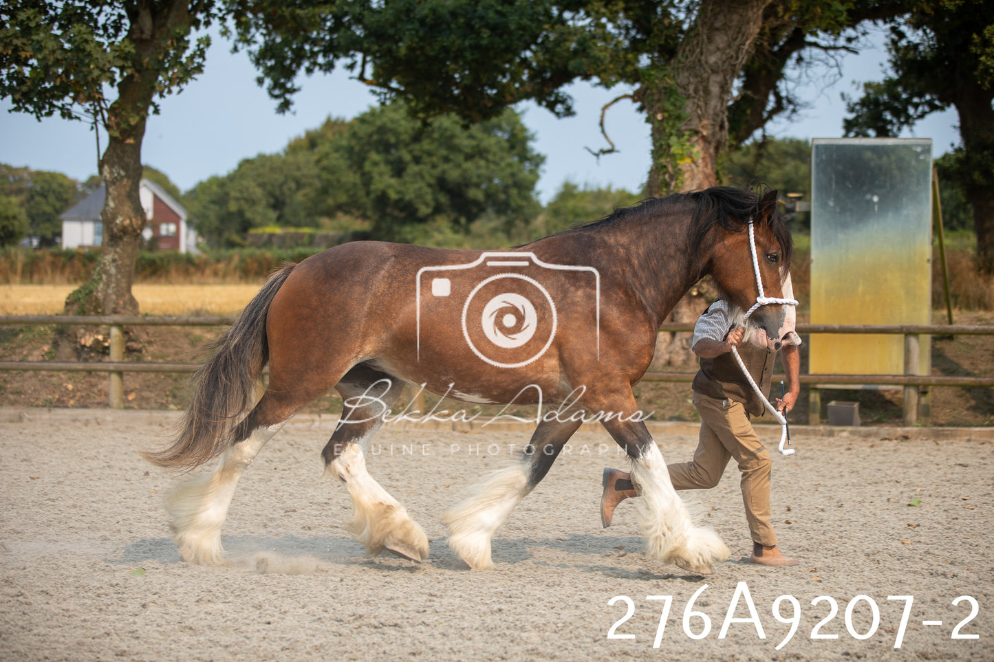 Home Farm Annual Show 2025 - Inhand Pt 1