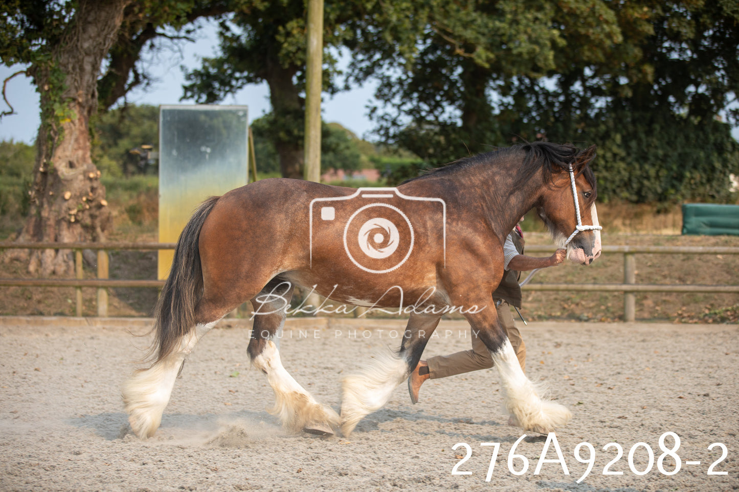 Home Farm Annual Show 2025 - Inhand Pt 1
