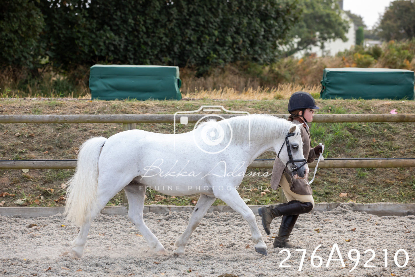 Home Farm Annual Show 2025 - Inhand Pt 1