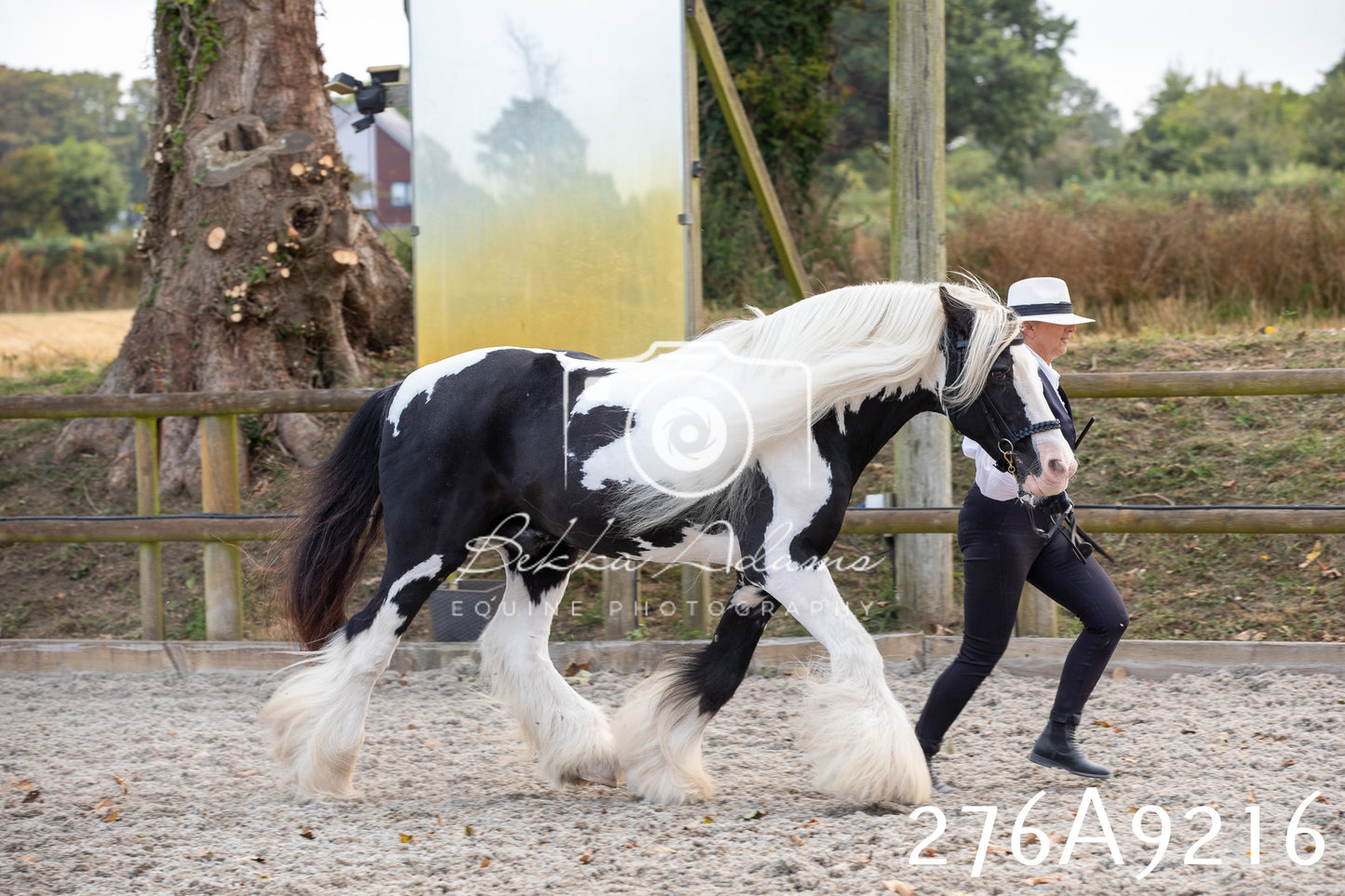 Home Farm Annual Show 2025 - Inhand Pt 1