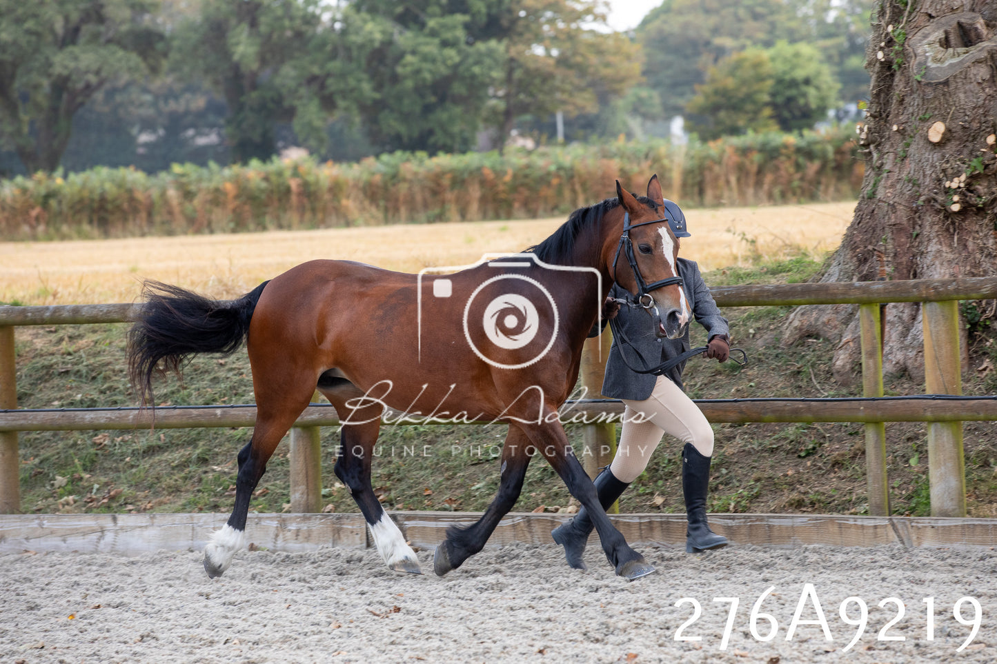 Home Farm Annual Show 2025 - Inhand Pt 1