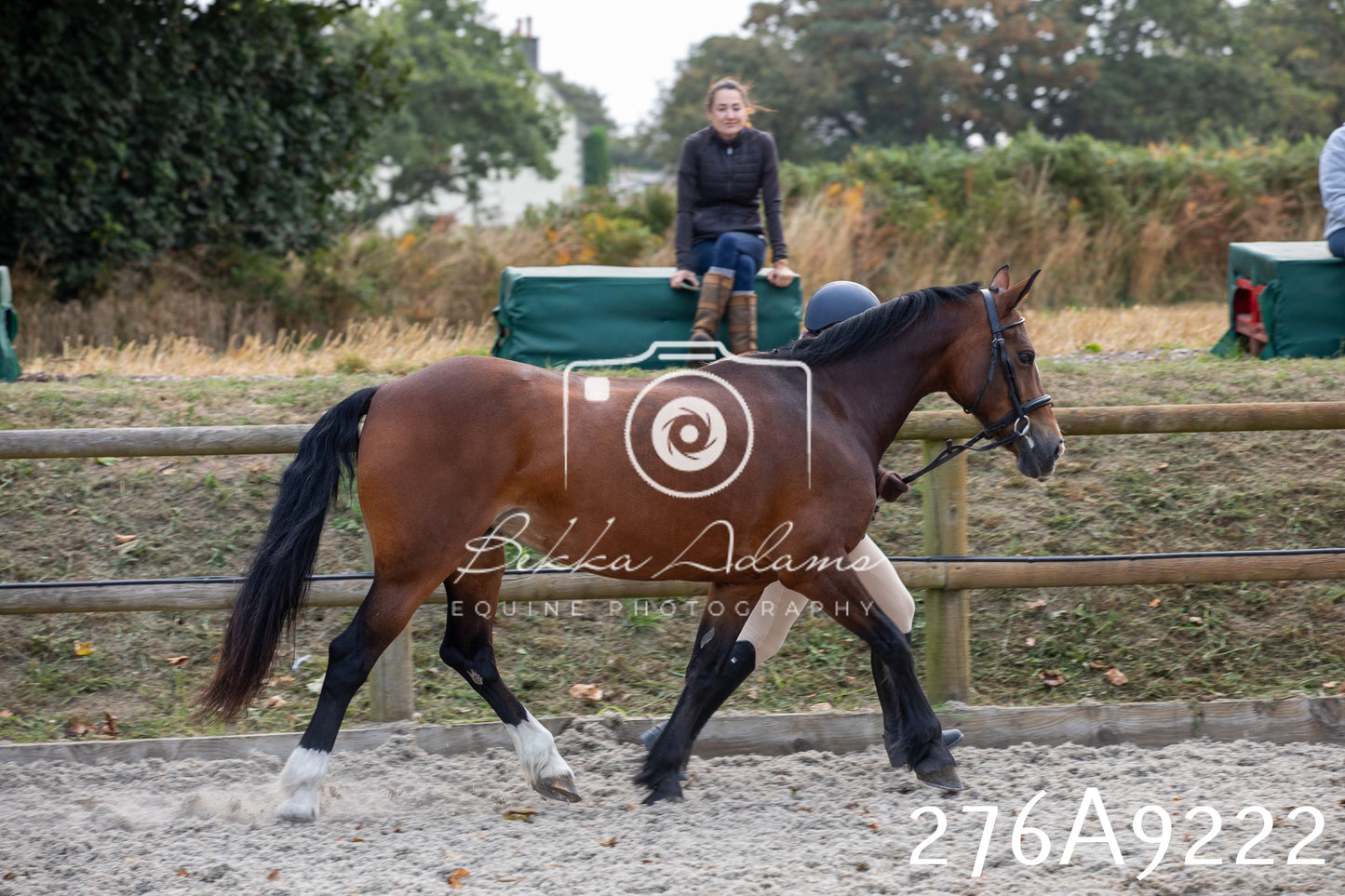 Home Farm Annual Show 2025 - Inhand Pt 1