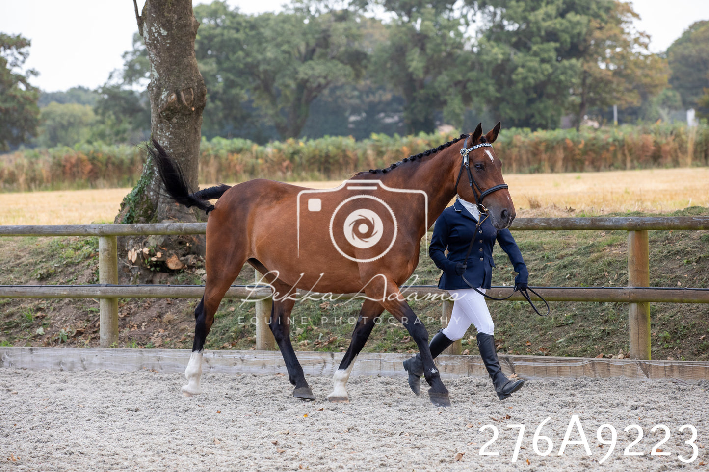 Home Farm Annual Show 2025 - Inhand Pt 1