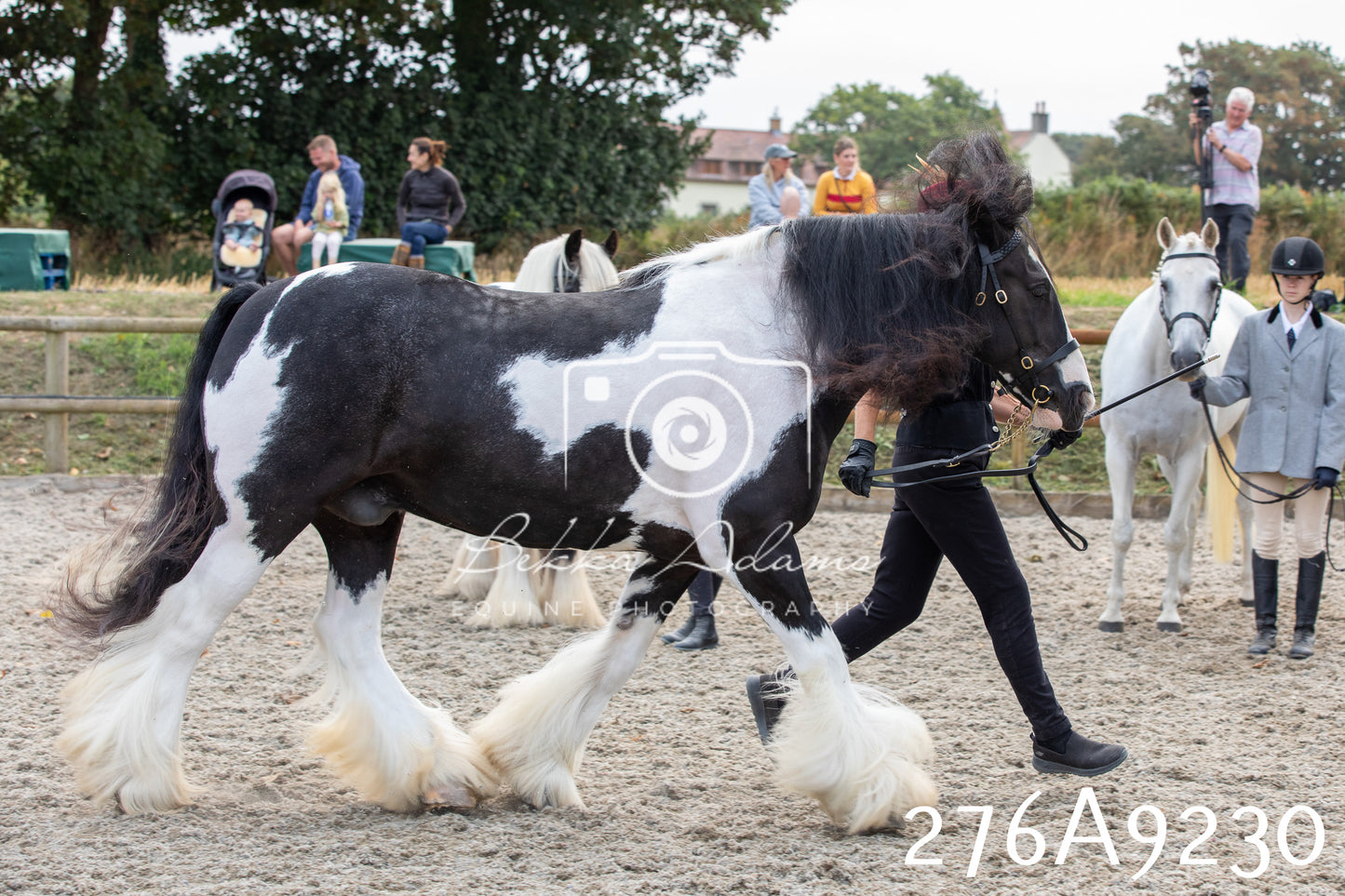 Home Farm Annual Show 2025 - Inhand Pt 1