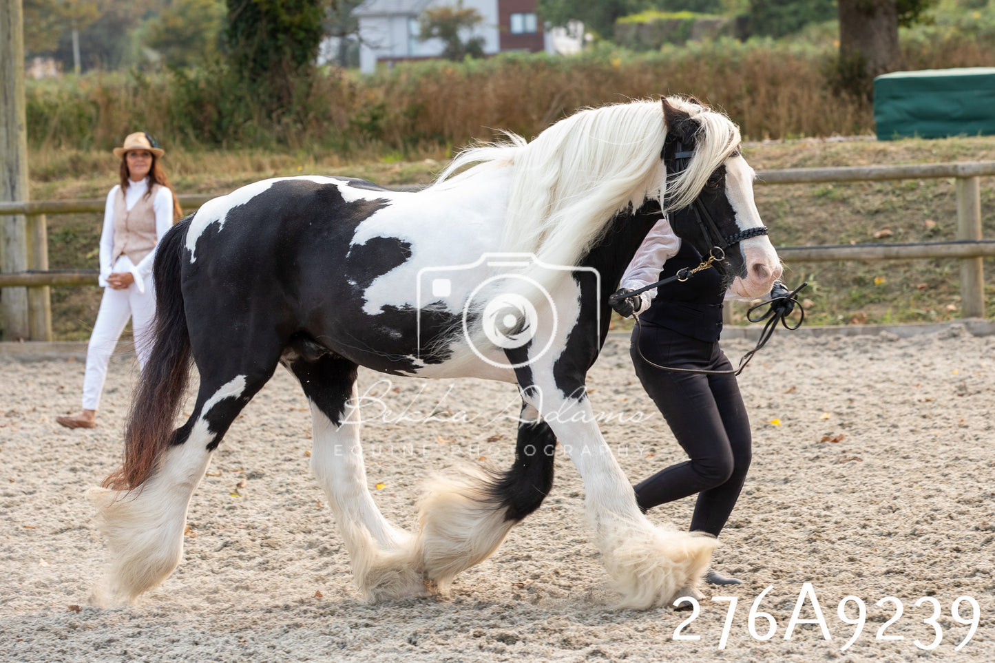 Home Farm Annual Show 2025 - Inhand Pt 1