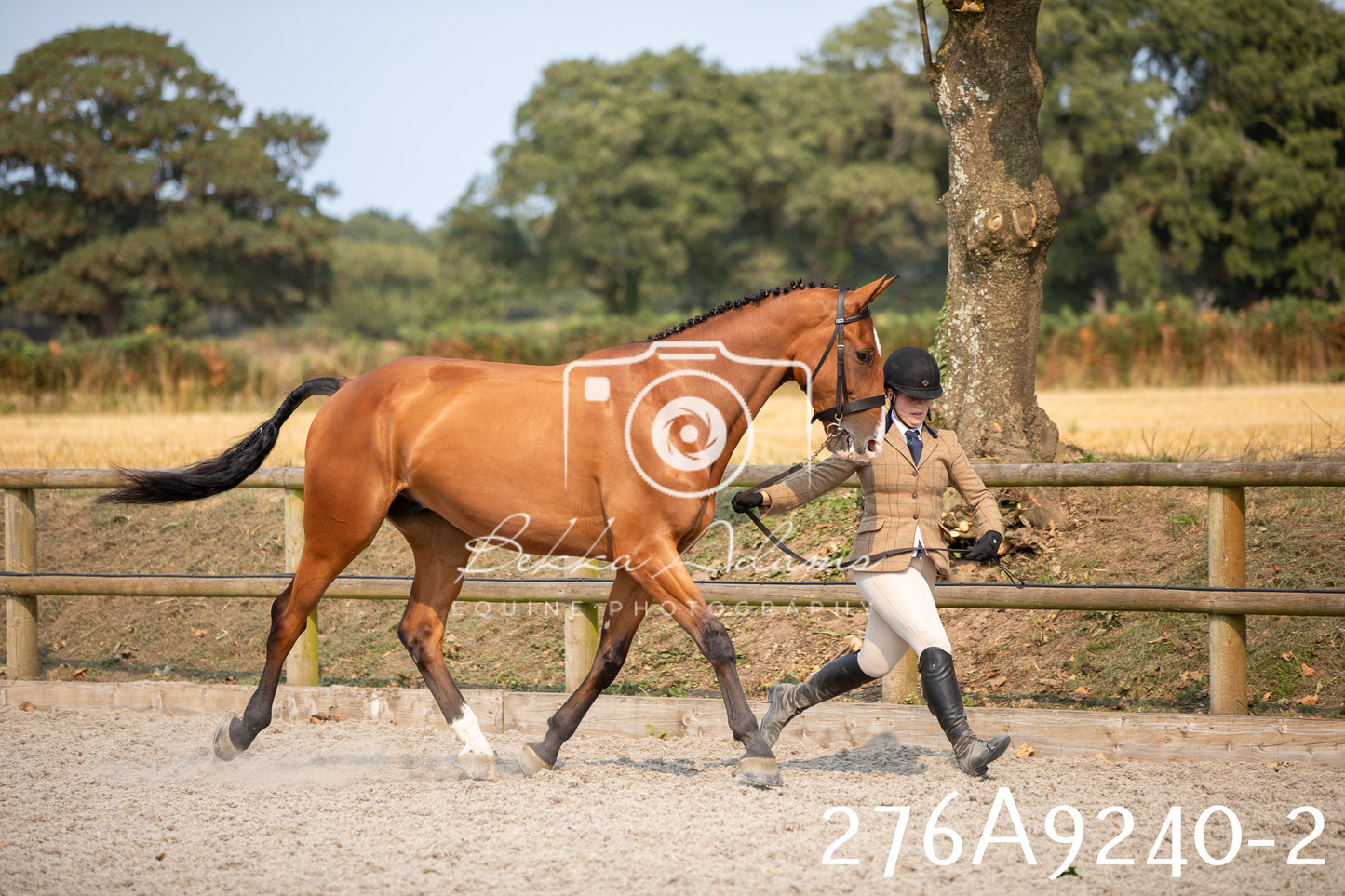 Home Farm Annual Show 2025 - Inhand Pt 1