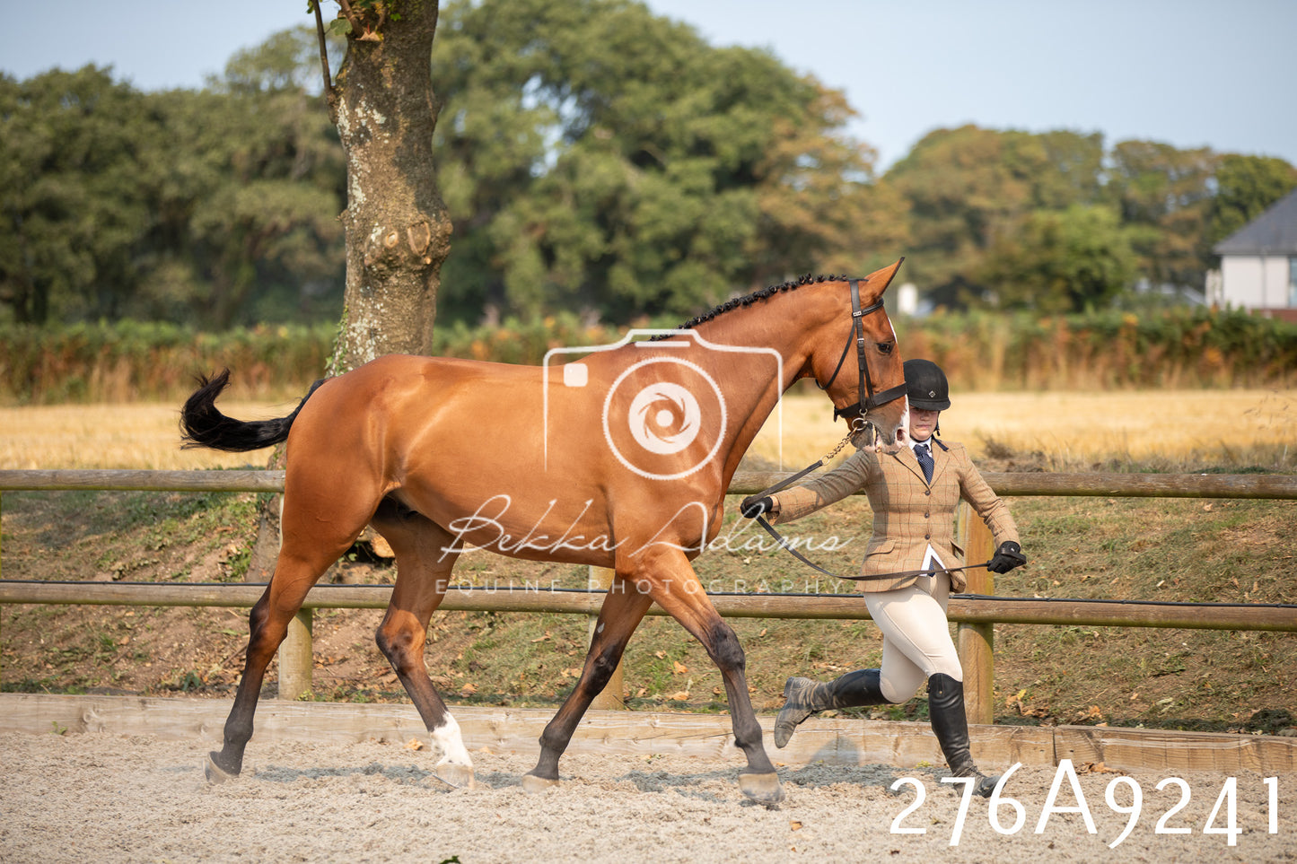 Home Farm Annual Show 2025 - Inhand Pt 1