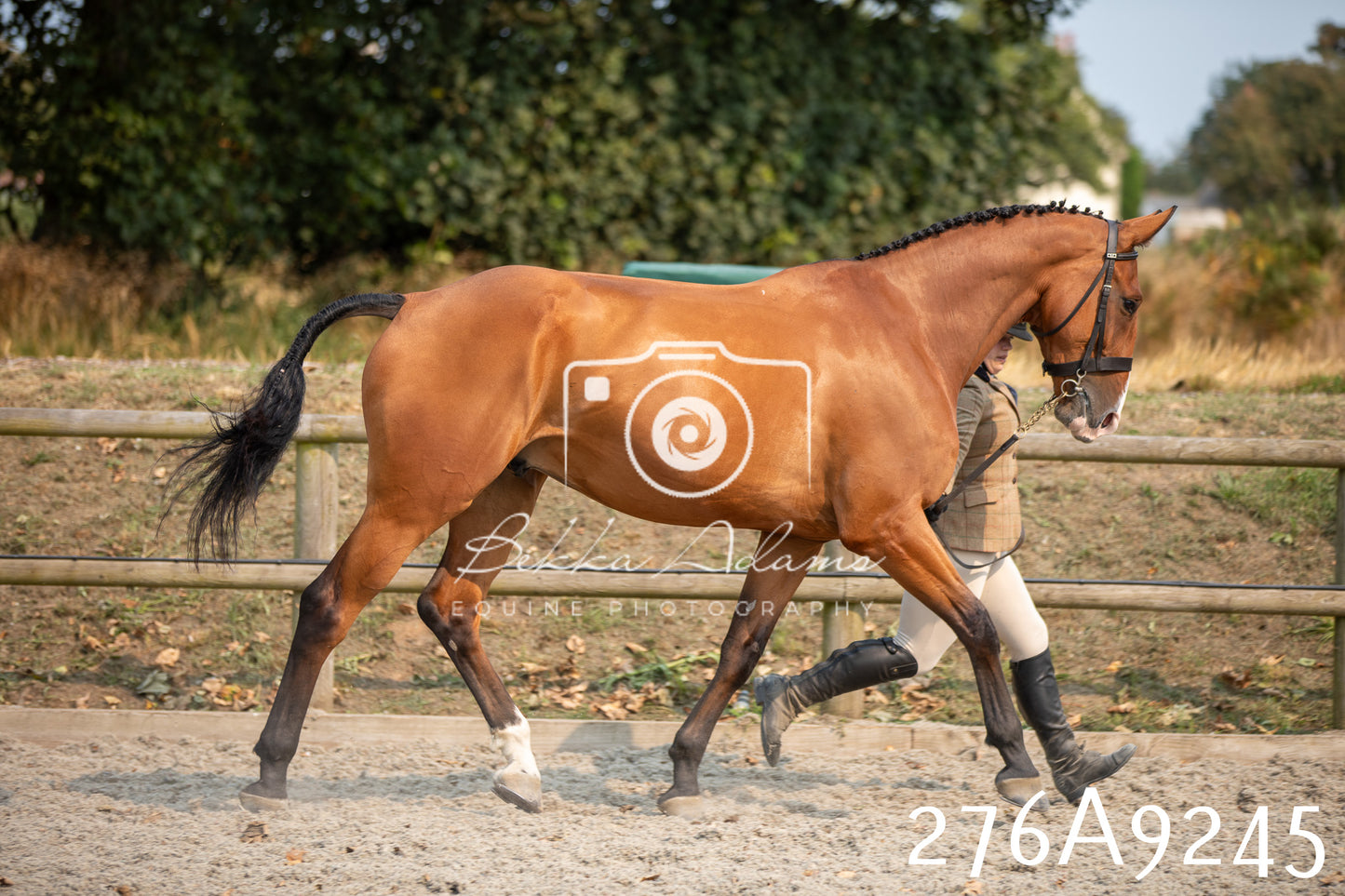 Home Farm Annual Show 2025 - Inhand Pt 1