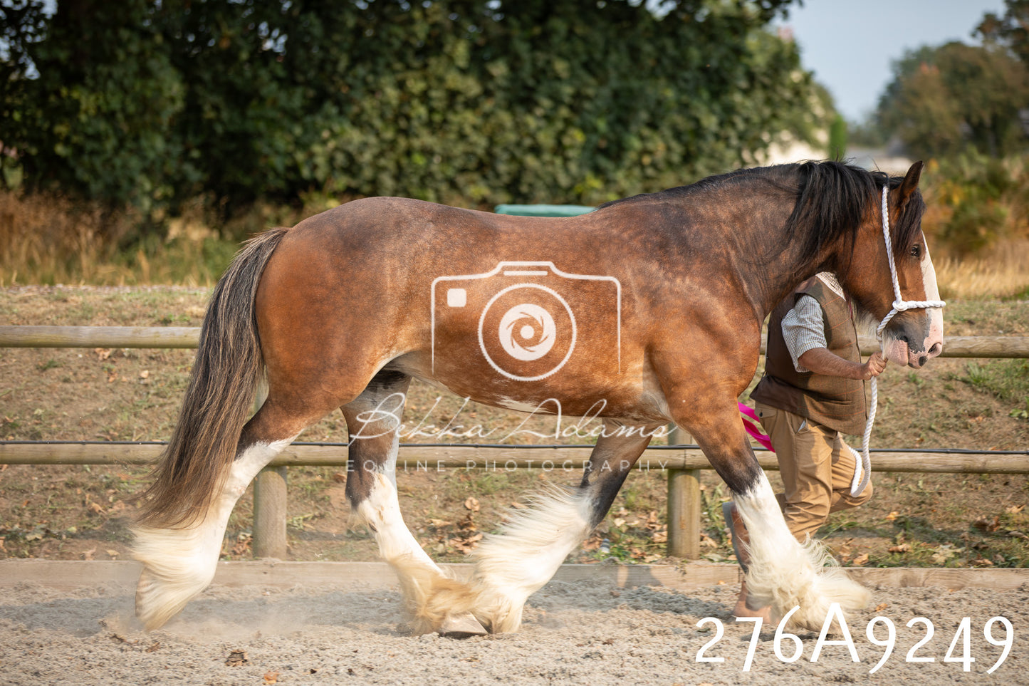 Home Farm Annual Show 2025 - Inhand Pt 1