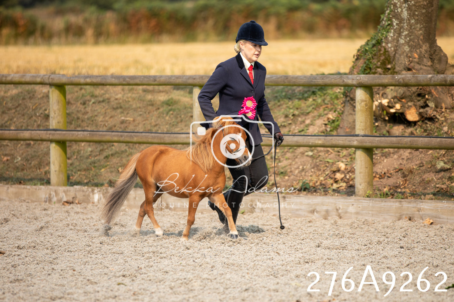 Home Farm Annual Show 2025 - Inhand Pt 1