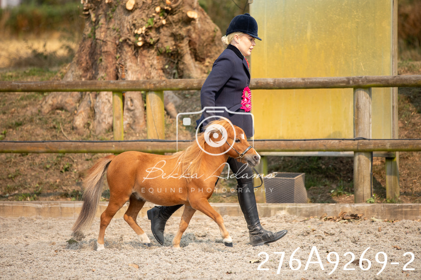Home Farm Annual Show 2025 - Inhand Pt 1
