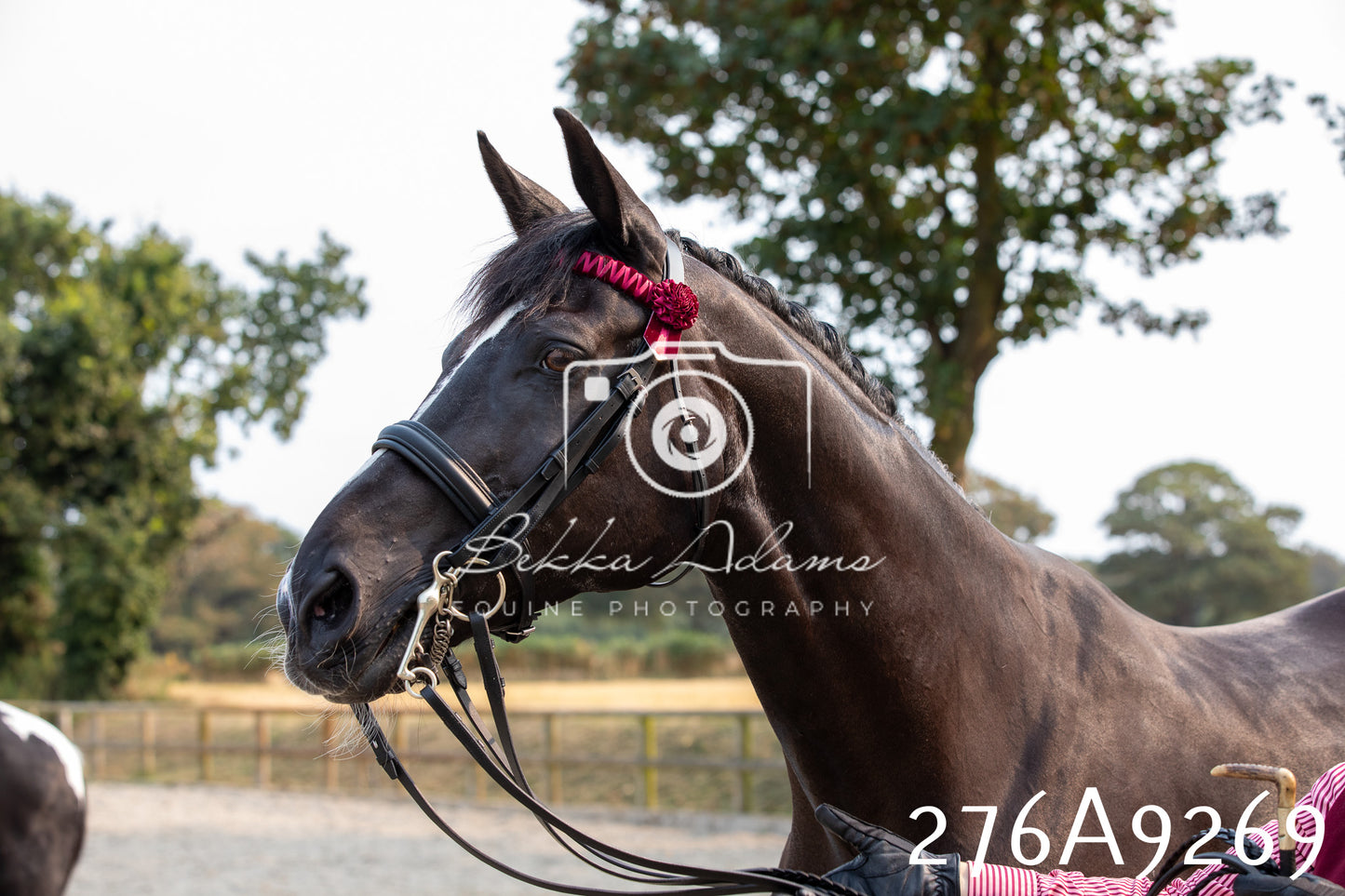 Home Farm Annual Show 2025 - Inhand Pt 1